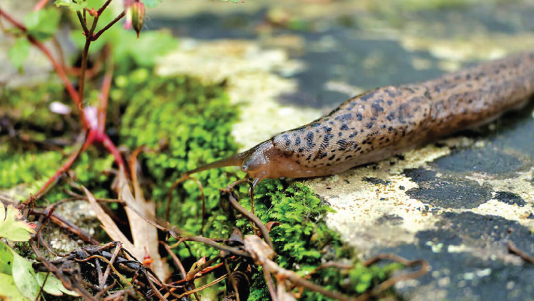 Bitkilerinizi Yiyen Salyangozları Nasıl Durdurursunuz?